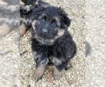 Small #3 German Shepherd Dog