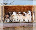 Small #1 ShihPoo