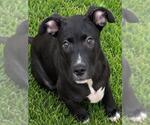 Small #1 Mutt