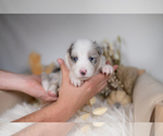 Small #1 Border Collie