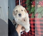 Small Photo #4 Golden Retriever Puppy For Sale in MODESTO, CA, USA