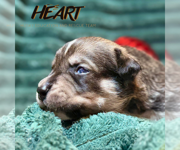 Medium Photo #4 Siberian Husky-Unknown Mix Puppy For Sale in Severn, MD, USA