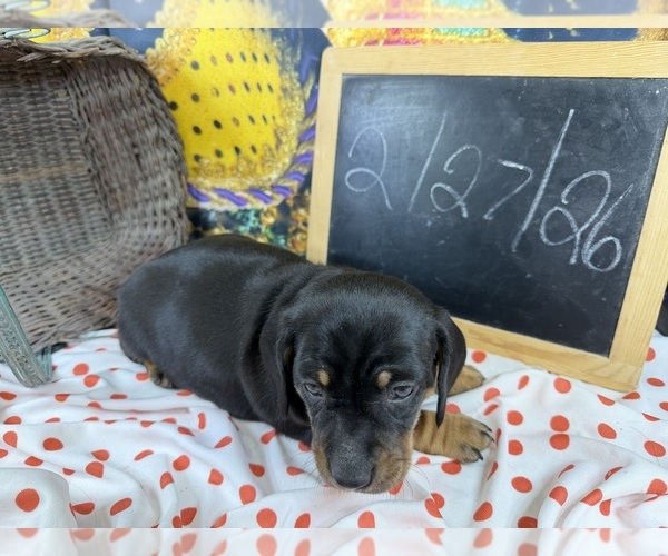 Medium Photo #14 Dachshund Puppy For Sale in CASSVILLE, MO, USA