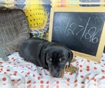 Small #13 Dachshund