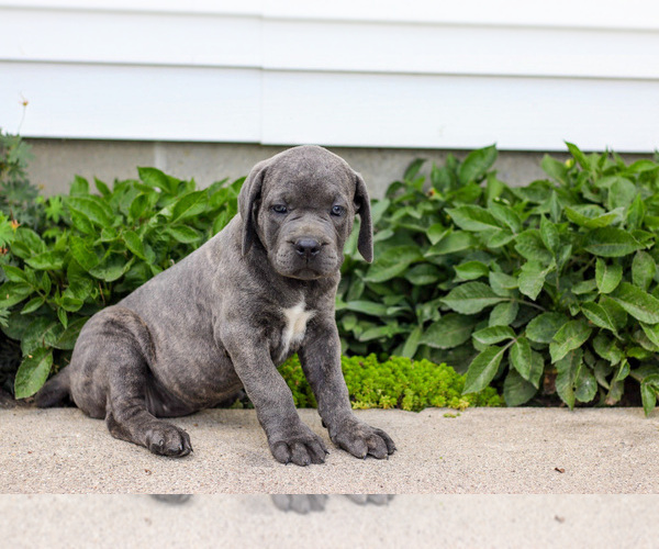 Medium Photo #12 Cane Corso Puppy For Sale in ETNA GREEN, IN, USA