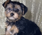 Small Photo #12 Yorkshire Terrier Puppy For Sale in MIAMI, FL, USA