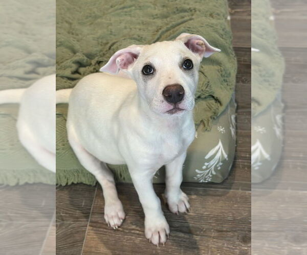 Medium Photo #2 Retriever -Unknown Mix Puppy For Sale in Boston, MA, USA