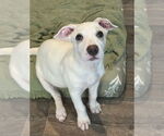Small #1 Retriever  Mix