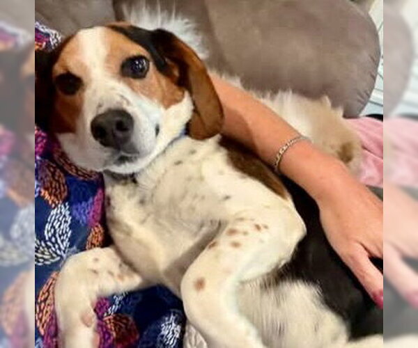 Medium Photo #2 Bagle Hound Puppy For Sale in Batavia, OH, USA