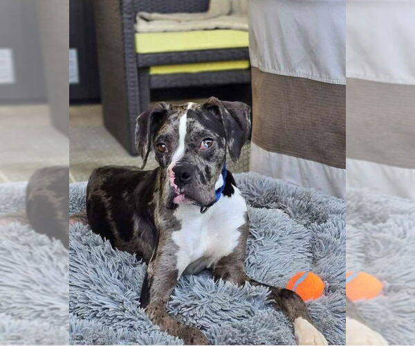 Medium Photo #1 Boxer-Unknown Mix Puppy For Sale in Costa Mesa , CA, USA