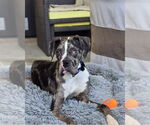 Small Boxer Mix