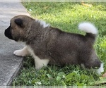 Small #4 Akita