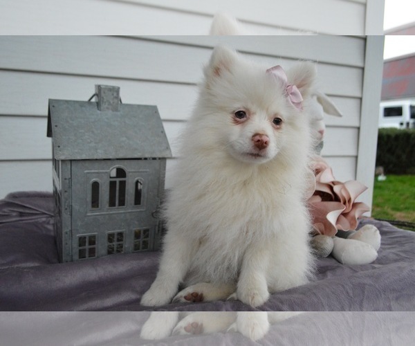 Medium Photo #6 Pomeranian Puppy For Sale in HONEY BROOK, PA, USA