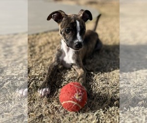 Mutt Dogs for adoption in Greenville, SC, USA