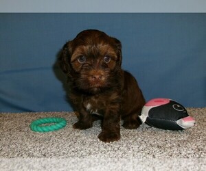 Havanese Puppy for sale in WEST CONCORD, MN, USA