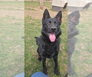 German Shepherd Dog Puppy for sale in RACINE, OH, USA