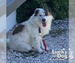Small #1 Border Collie-English Springer Spaniel Mix