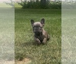 Puppy Sonia French Bulldog