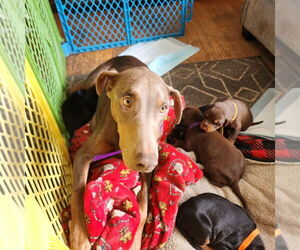Doberman Pinscher Dogs for adoption in Buffalo, MN, USA
