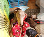 Small Doberman Pinscher