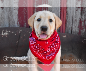 Labrador Retriever Puppy for Sale in SABETHA, Kansas USA