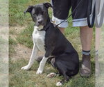 Small #3 Siberian Husky Mix