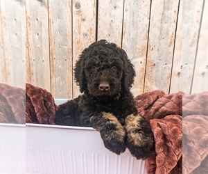 Goldendoodle Puppy for sale in COLLEGE STATION, TX, USA