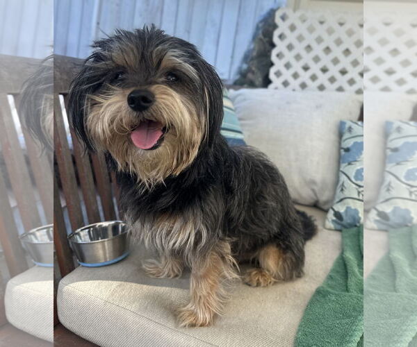 Medium Photo #4 Cairnese Puppy For Sale in Newport Beach, CA, USA