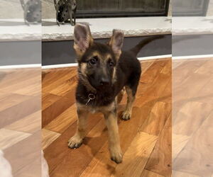 German Shepherd Dog Dogs for adoption in Mundelein, IL, USA