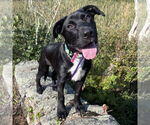 Small #5 Labrador Retriever Mix