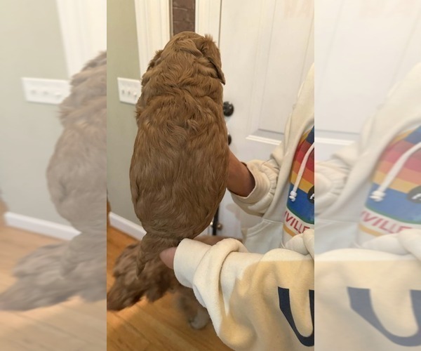 Medium Photo #6 Goldendoodle (Miniature) Puppy For Sale in HARTSVILLE, SC, USA