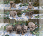 Small French Bulldog