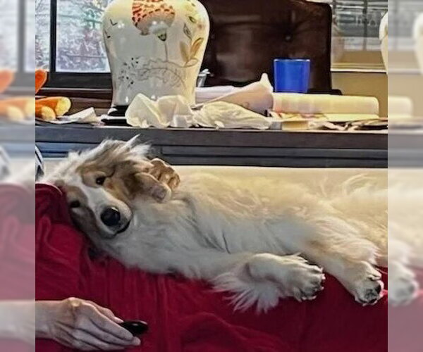 Medium Photo #2 Collie Puppy For Sale in Dublin, OH, USA