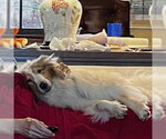 Small #1 Collie