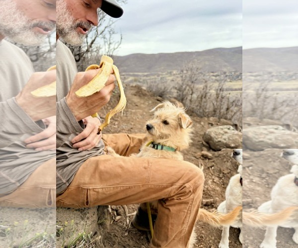 Medium Photo #6 Mutt Puppy For Sale in Sandy, UT, USA