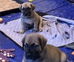 Small #5 Boerboel