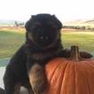 Small Photo #8 German Shepherd Dog Puppy For Sale in PORTERVILLE, CA, USA
