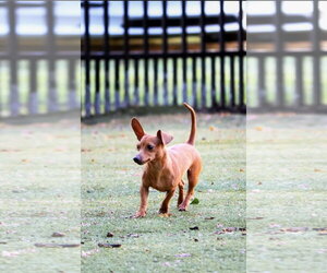 Beyonce - Female Dachshund-Unknown Mix Dog for Adoption - Photo #4