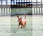Small #3 Dachshund Mix