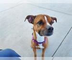 Small #1 Boxer Mix