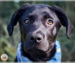 Small #3 Labrador Retriever Mix