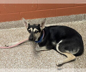 German Shepherd Dog-Unknown Mix Dogs for adoption in Pueblo, CO, USA