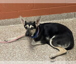 Small German Shepherd Dog Mix