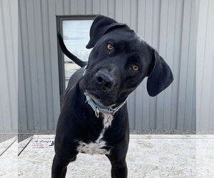 American Pit Bull Terrier-Labrador Retriever Mix Dogs for adoption in Fargo, ND, USA