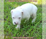 Small Photo #58 Dogo Argentino Puppy For Sale in JANE, MO, USA