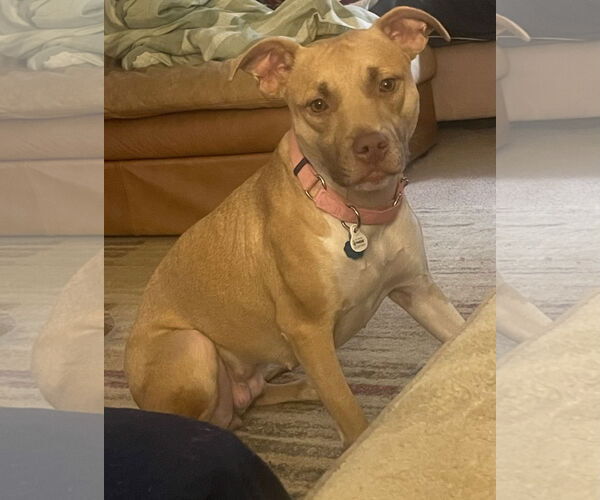 Medium Photo #1 Labrador Retriever-Unknown Mix Puppy For Sale in Atlanta, GA, USA