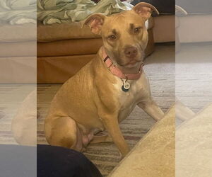 American Pit Bull Terrier-Labrador Retriever Mix Dogs for adoption in Atlanta, GA, USA