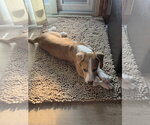 Small #1 Beagle Mix