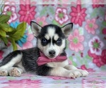 Small Photo #3 Pomsky Puppy For Sale in LANCASTER, PA, USA