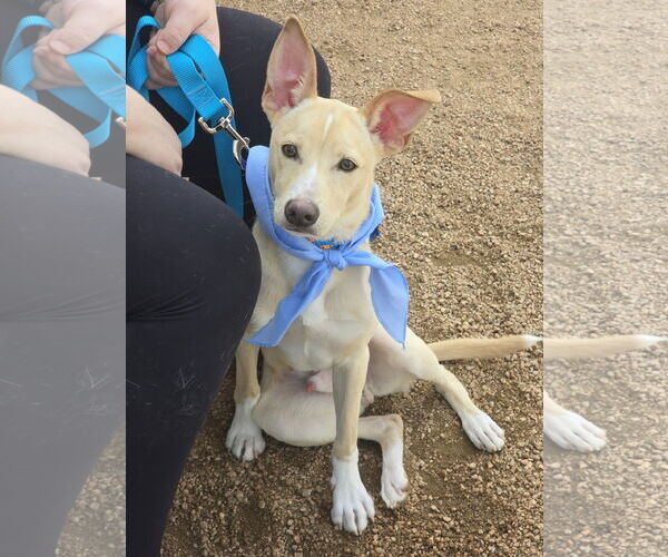 Medium Photo #10 Mutt Puppy For Sale in Rosenberg, TX, USA